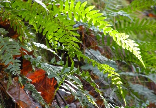 Koomer Ridge Trail